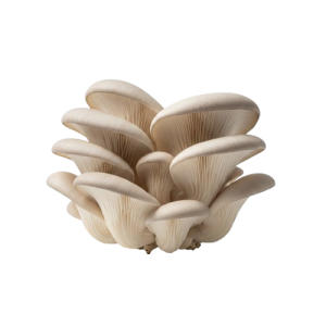 1767981182040 removebg preview