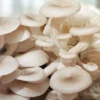 মাশরুম কী? সবজি নাকি অন্য কিছু?