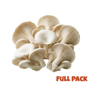 Oyster Mushroom (1kg)
